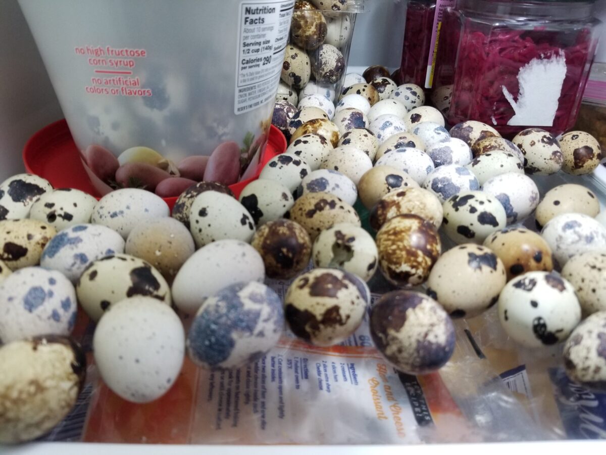 Winter Quail Care: Using Supplemental Lighting for Consistent Egg Production