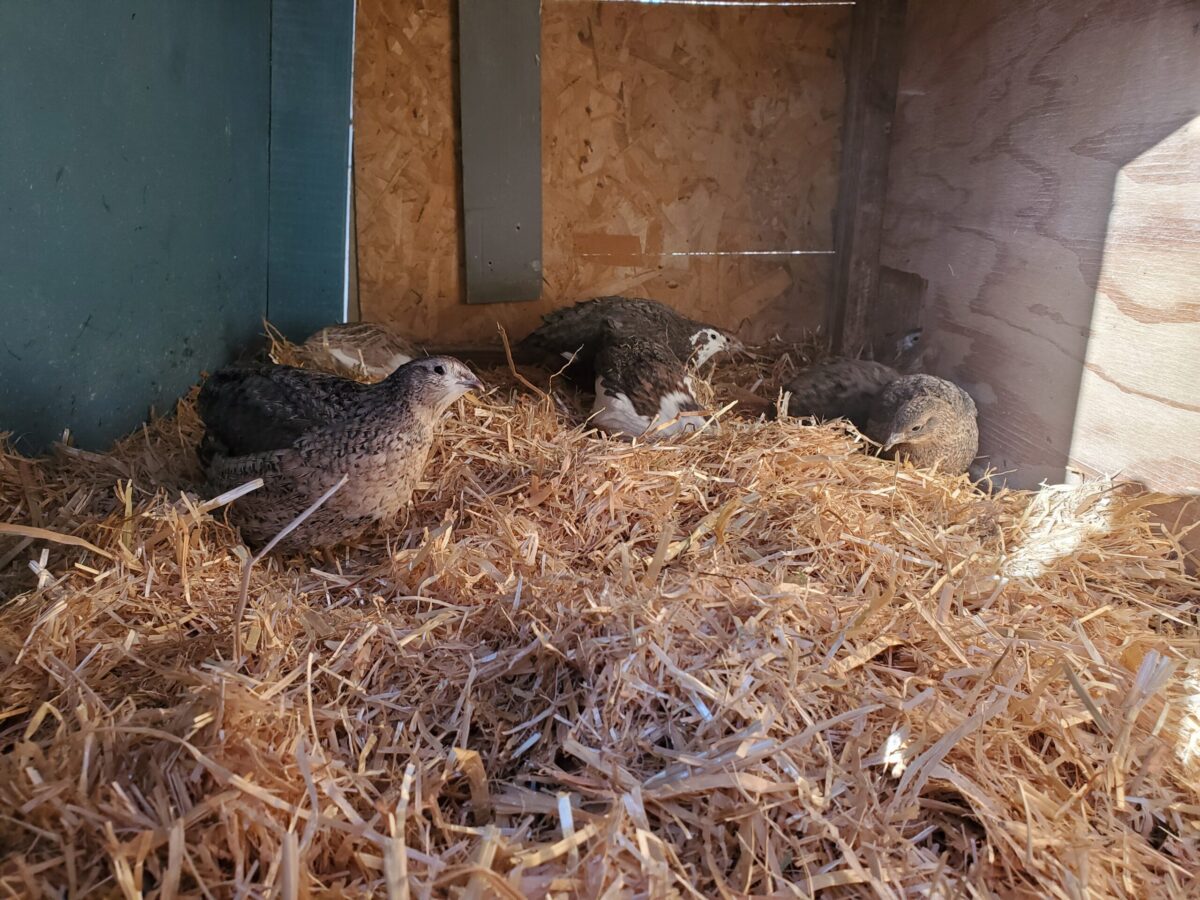 Keeping Quail Outdoors in Winter