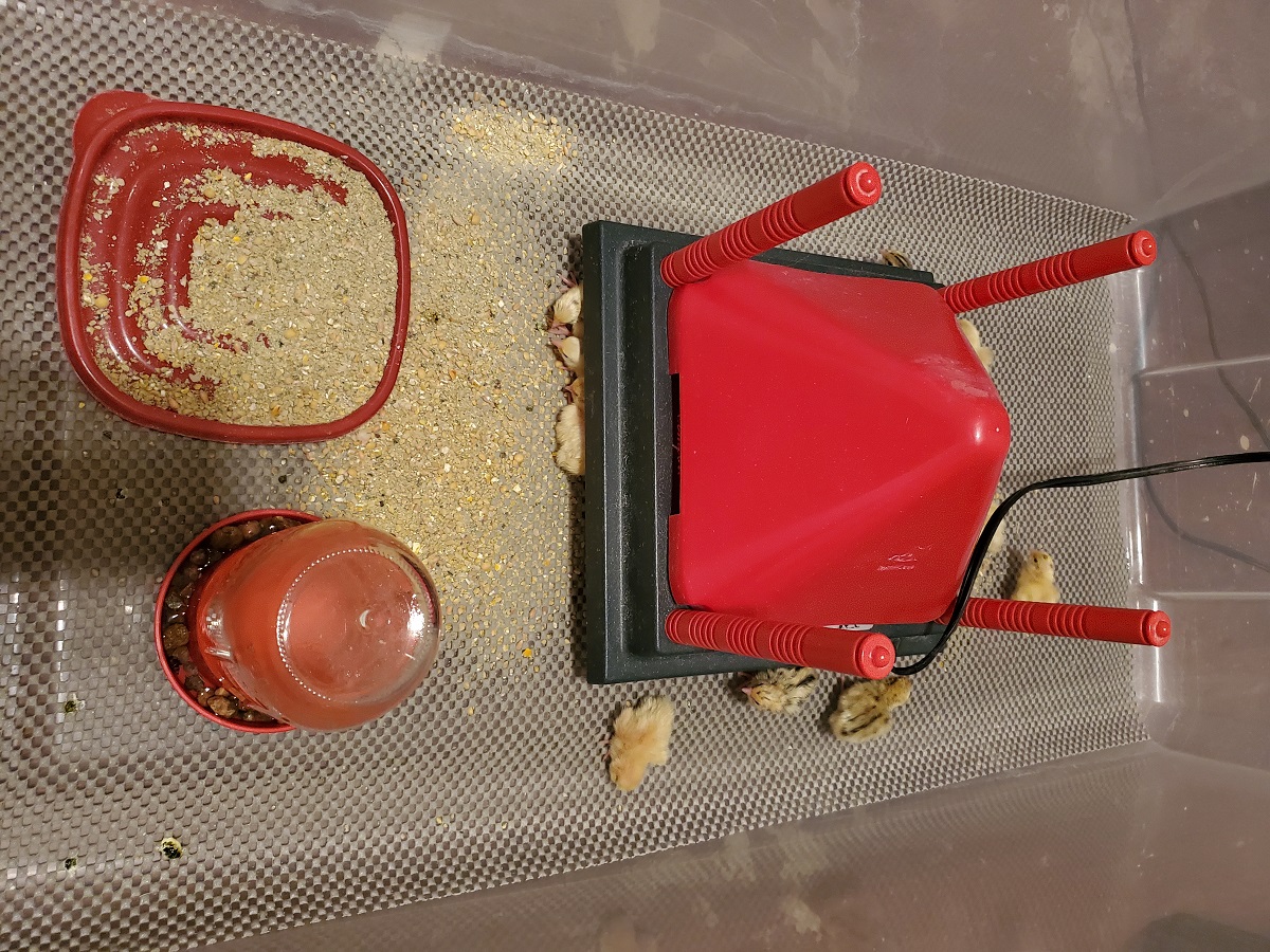 Setting Up a Brooder for Quail Chicks